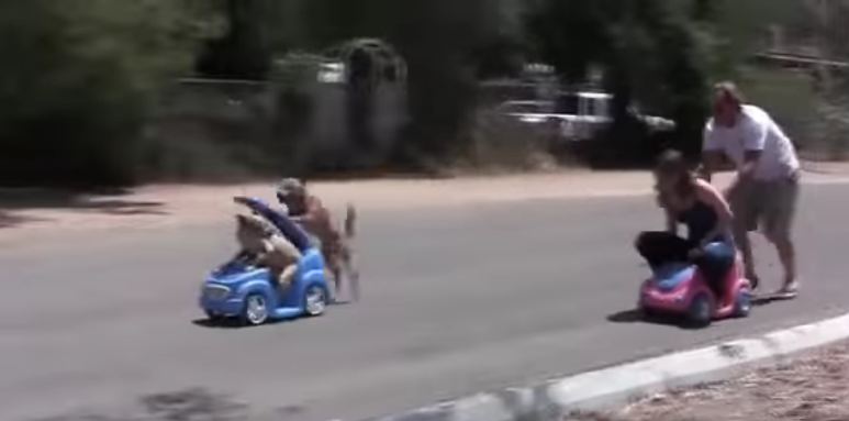 Dog Pushes Dog in Cart Race Against Humans and Totally Wins!