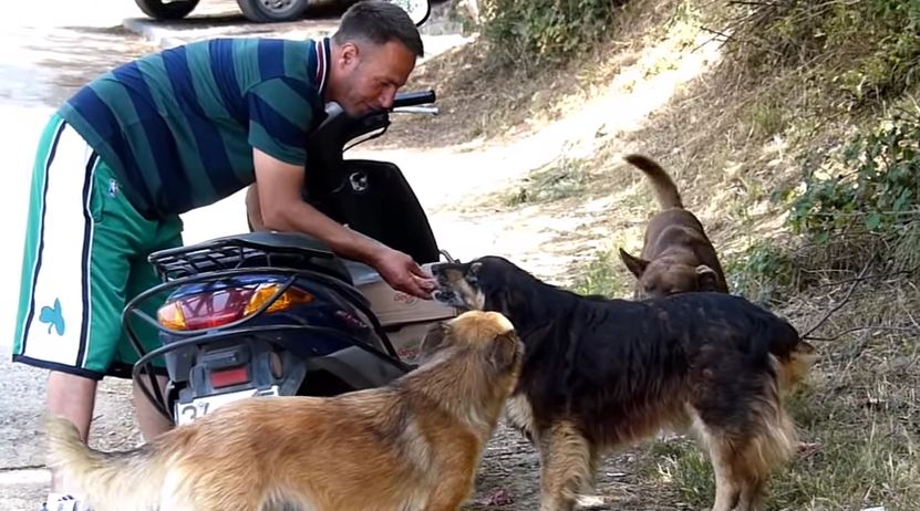 Hero Biker Is Single-Handedly Saving the Street Animals of Istanbul