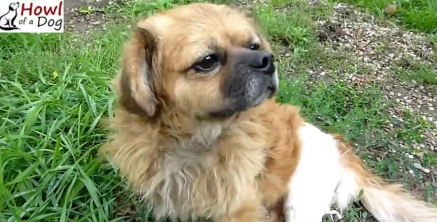Homeless Little Dog With Injured Leg Gets Rescued and Finally Has a Reason to Hope