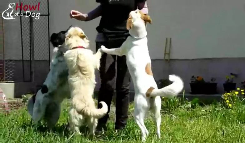 Homeless Dogs Happy And Jumping For Joy After Being Rescued