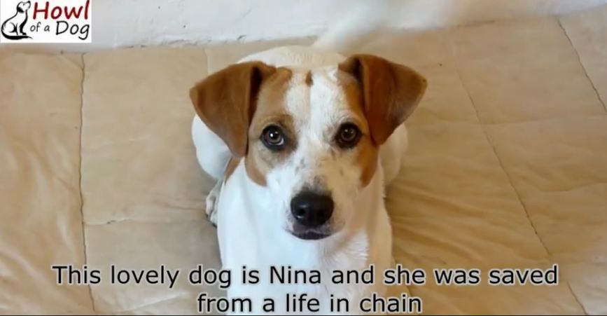 Friendly Dog Is So Happy To Be Rescued. Adorable Dog Nina Rescued by Howl Of A Dog