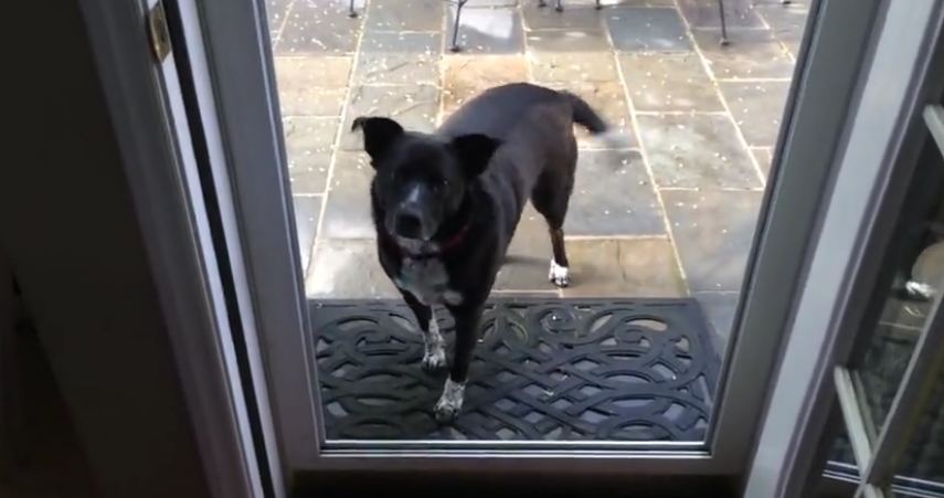 He tells his dog to come inside, but what she does instead is the cutest