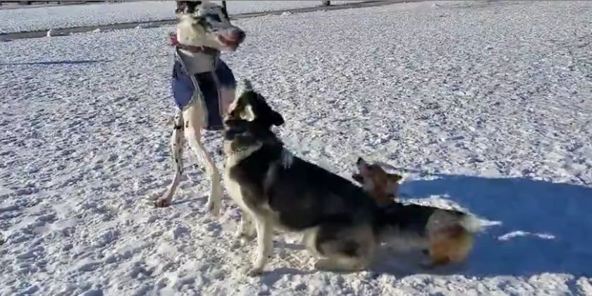 Tiny corgi tries joining big dogs for playtime