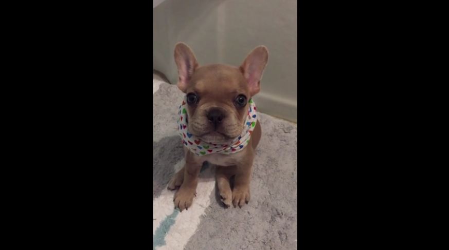 French Bulldog puppy repeatedly says “I love you”