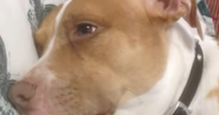 Owner’s Heartfelt Lullaby Sends Her Dog Off To Dreamland Instantly
