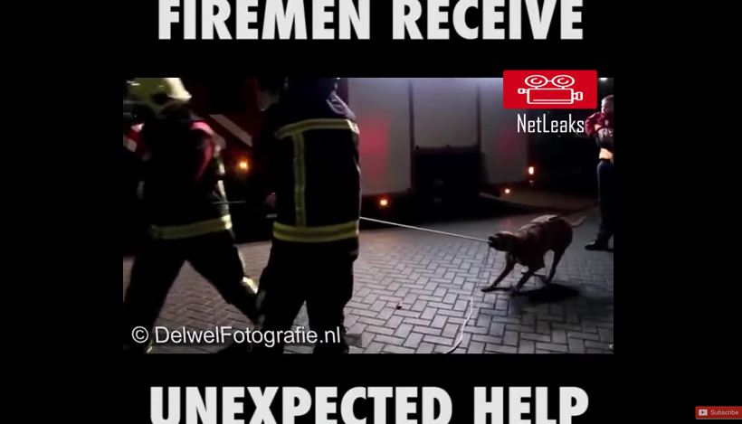 Some Firefighters Get a Helping Hand from a Random Dog