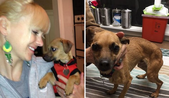 Anna Faris’ Rescue Pup Allegedly Found Neglected on the Street!