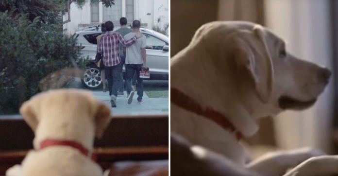 Dog Waits All Night For His Owner To Return, But It’s The Next Morning That’ll Grip Your Heart
