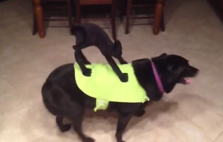 Dog Models Hilarious Halloween Costume