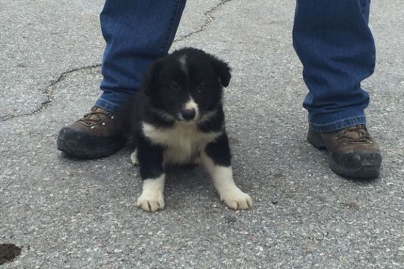 Pup Pulled from Rubble in Italian Quake Becomes Search and Rescue Dog