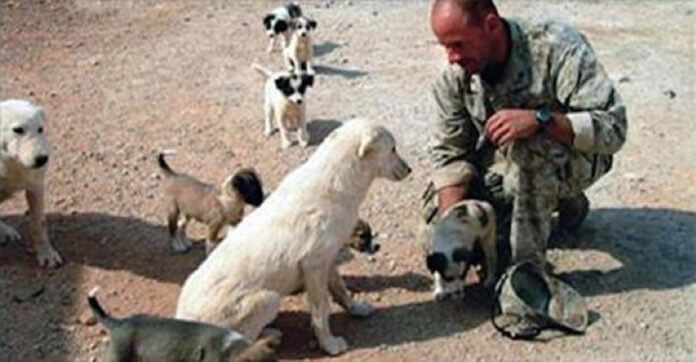 Marine Refuses To Leave Loyal Stray Dog Behind In Iraq