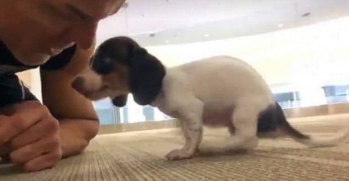 This Dog Could Barely Walk — Until He Met His New Dad