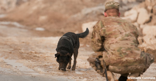 military-dogs8