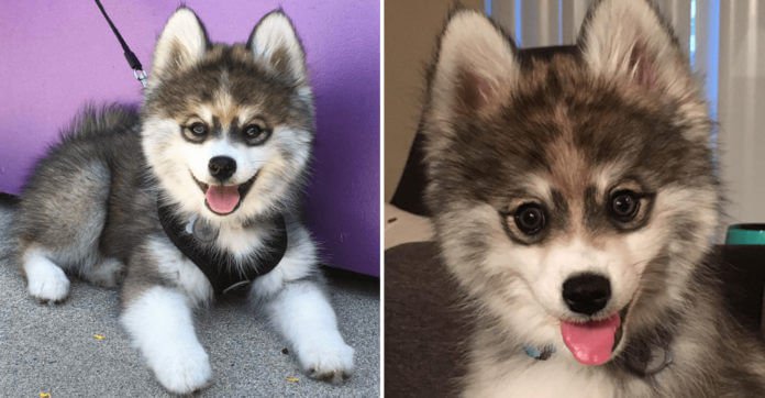 This Puppy Is A Husky-Pomerainian Mix — And People Are Losing Their Minds Over How Cute He Is
