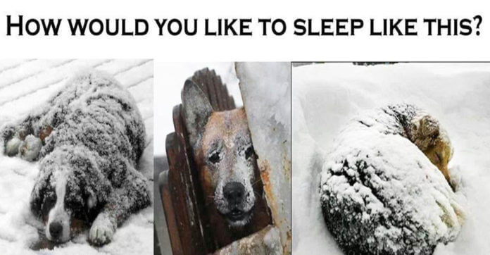 Leave Your Pets Tied Up And Unattended Outside During Extreme Weather, Pay A $500 Fine!