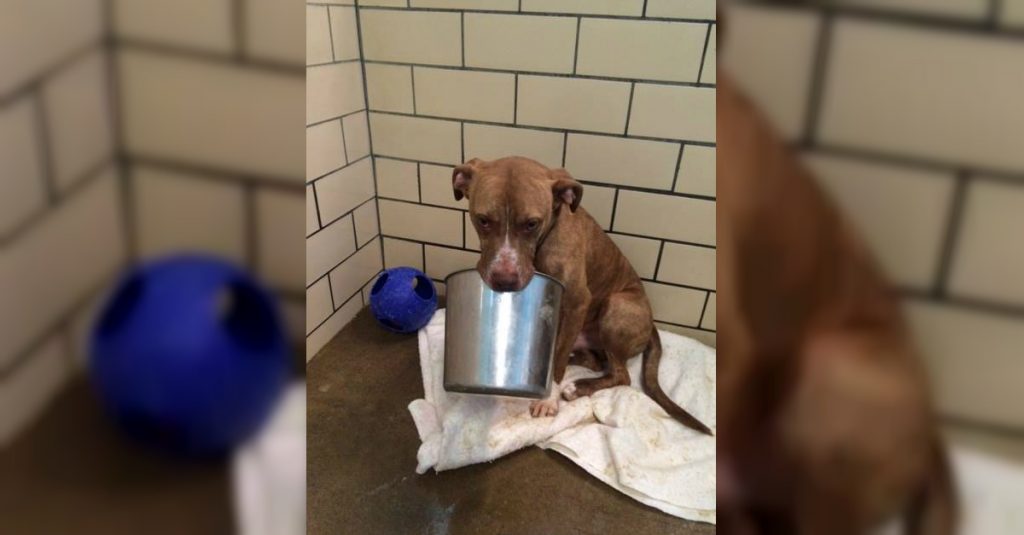 Scared Pit Bull Who Wouldn’t Put Down His Big Silver Bucket Finally Finds A Loving Forever Home