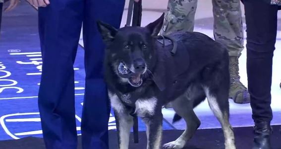 Bomb-Sniffing Dog Drops Puck at NHL Game