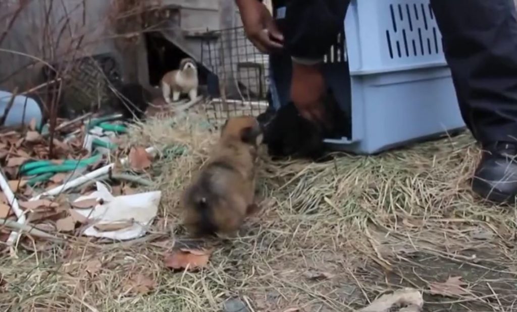 Puppy Is Stuck In Bucket Under Abandoned Home, Then A Rescuer Finds Him And 6 Siblings In The Dark