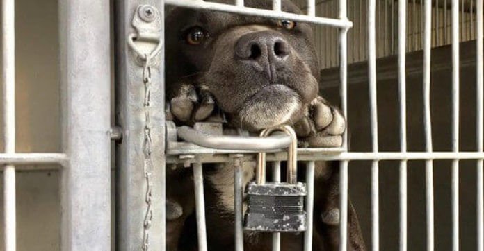 10-Month-Old Puppy Stands On His Hind Feet All Day To Look For His Forever Loving Home