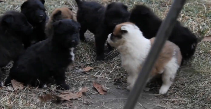 7 Puppies Were Living Alone Under A Porch In Dropping Temperatures. They Were Found Just In Time