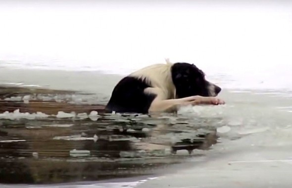 russian-man-saves-biting-dog-from-drowning-in-icy-pond1