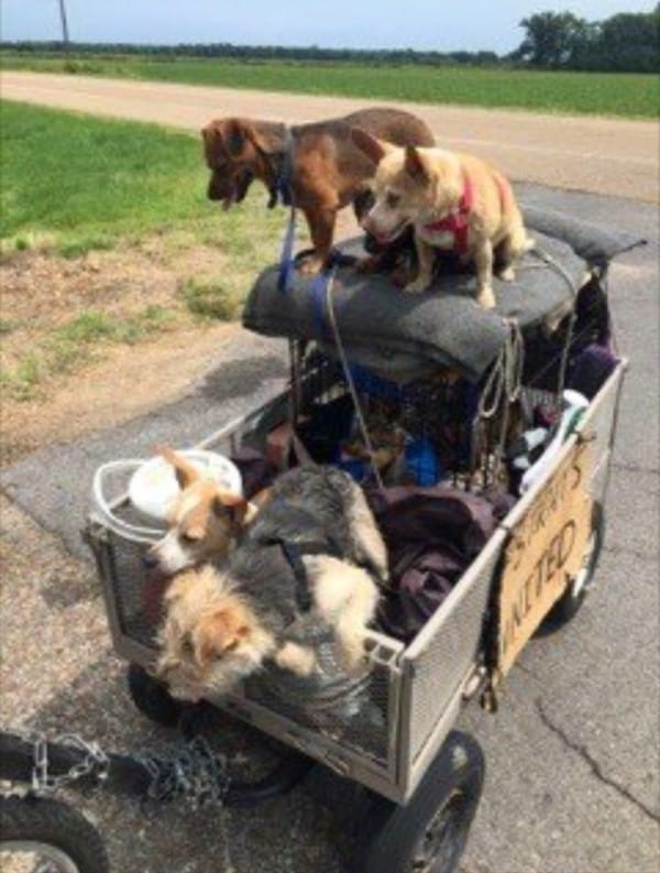 Homeless Man Saves 10 Stray Dogs, Receives Incredible Act Of Kindness