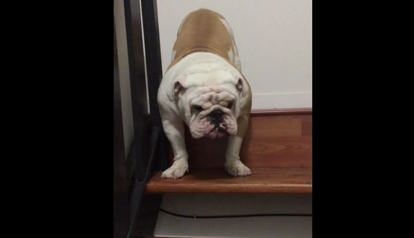 Bulldog argues with owner about going down the stairs