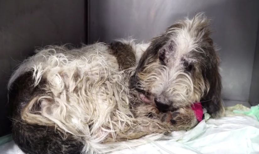 Unbelievable recovery for dog thrown out of speeding car