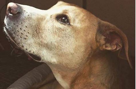 Hotel Offers Up Their Indoor Pool So Dying Dog Can Take One Last Swim