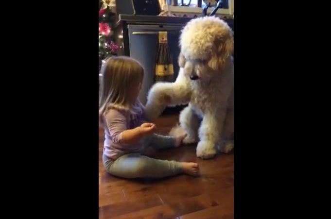 What they captured their daughter doing with the dog is absolutely priceless
