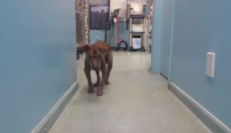 Pit bull found chained to a wall never gave up, gets forever home of his dreams