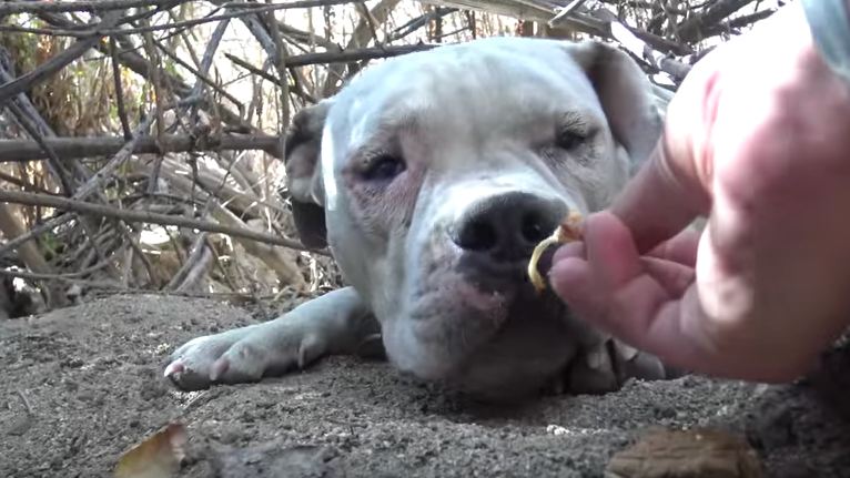 A dog was found deep in thick bushes after a month of people trying to help him