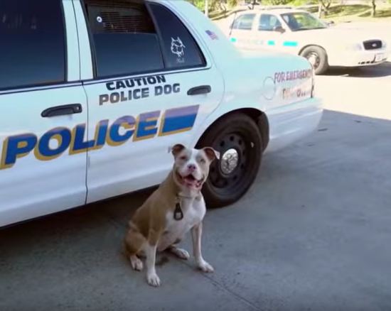 Dog rescued from abuse and neglect becomes New York’s first pit bull K9 officer
