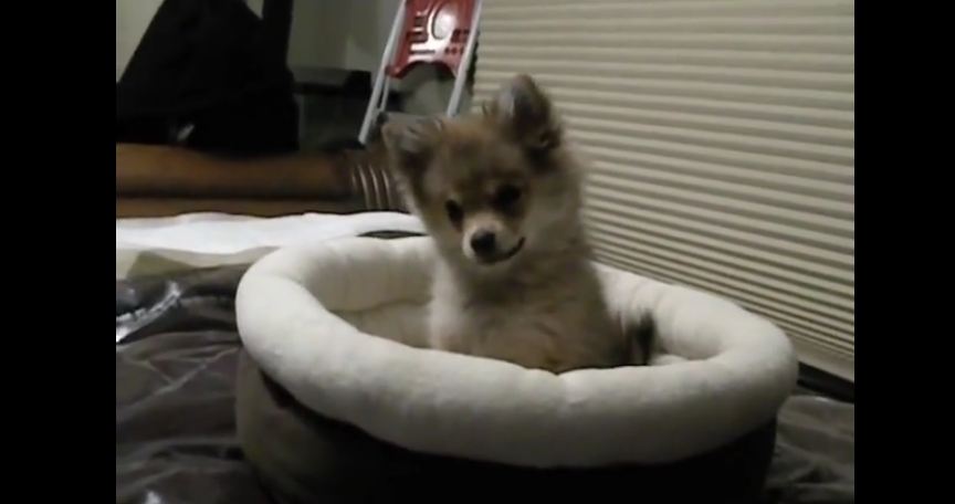 When this puppy tries to mimic some howling wolves, your heart will explode