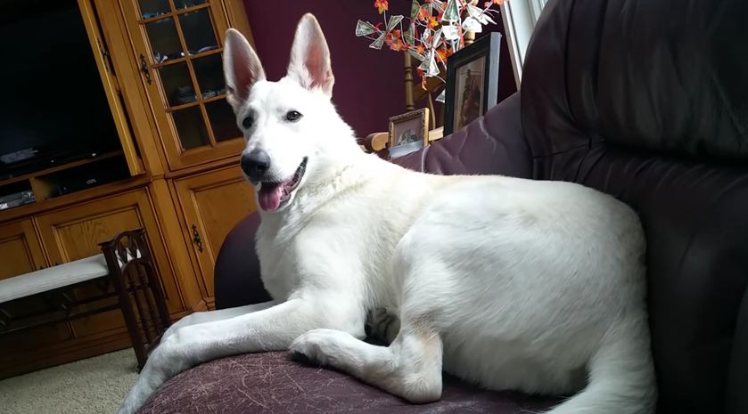 German Shepherd hilariously dumbfounded by her own farts