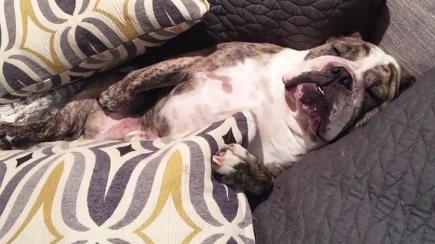 They tell their lazy Bulldog to get up, but when they come back 10 minutes later…