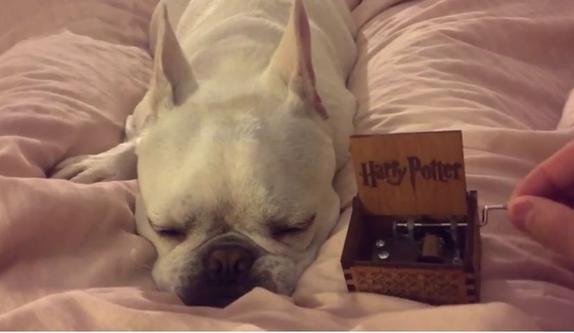 Dog falls asleep to Harry Potter theme from Orgel music box