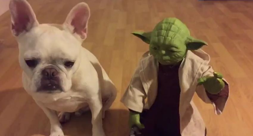 French Bulldog challenges Yoda, gets completely owned