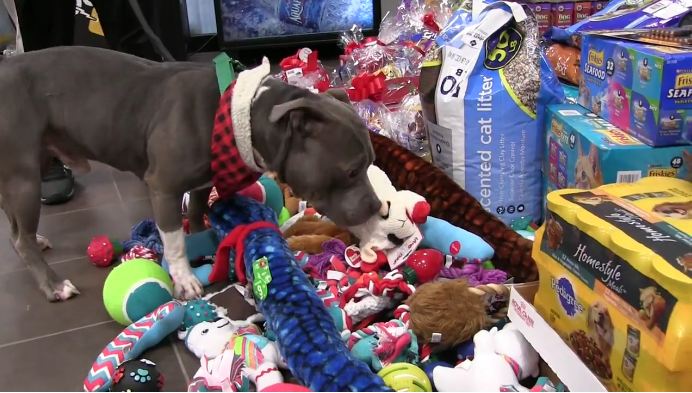 Hey, Join Your Friends On PMG! Watch as shelter animals get to pick out gifts from under the tree