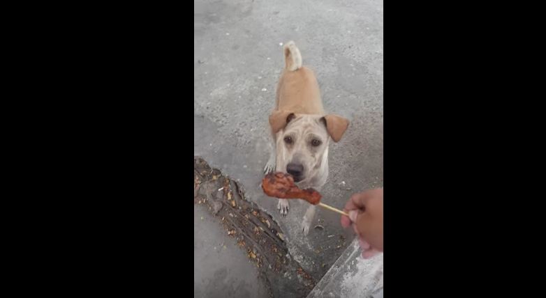 Sweet Mama Dog Begs for Food to Bring Back to Her Starving Pups