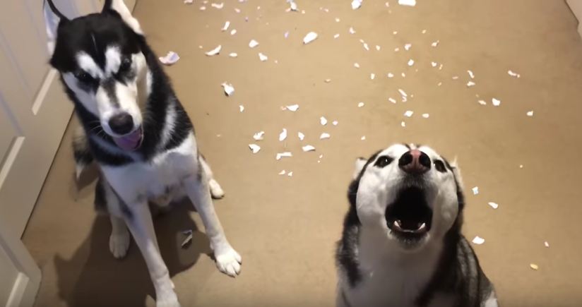 The 2 Huskies get in an argument when dad asks about the mess on the floor