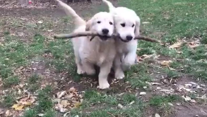 Golden Retriever puppies use teamwork to carry stick