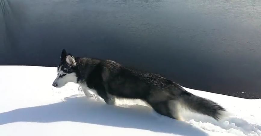 Winter wonderland is paradise for Siberian Husky