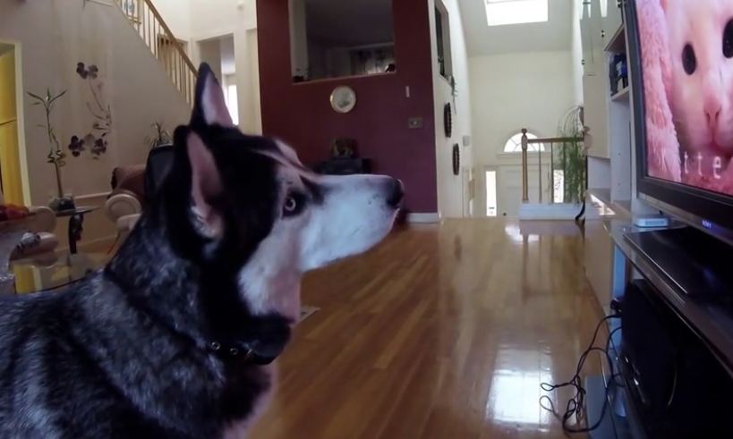 Siberian Husky completely fascinated by wildlife videos