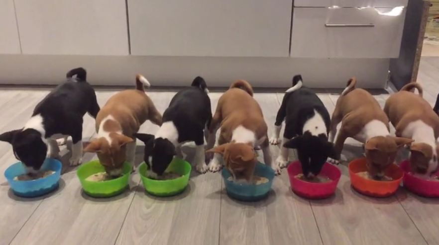 Hey, Join Your Friends On PMG! 14 Basenji puppies are called to dinner and melt the internet with cuteness