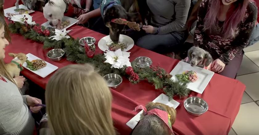 30 homeless animals have a holiday feast and feel love for the first time