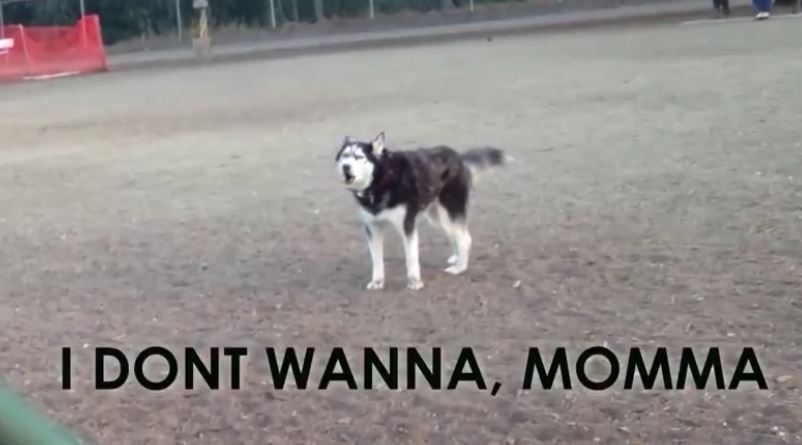 Husky throws priceless temper tantrum when it’s time to leave park