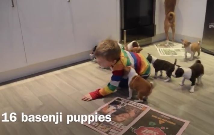 16 Basenji puppies having the time of their lives!