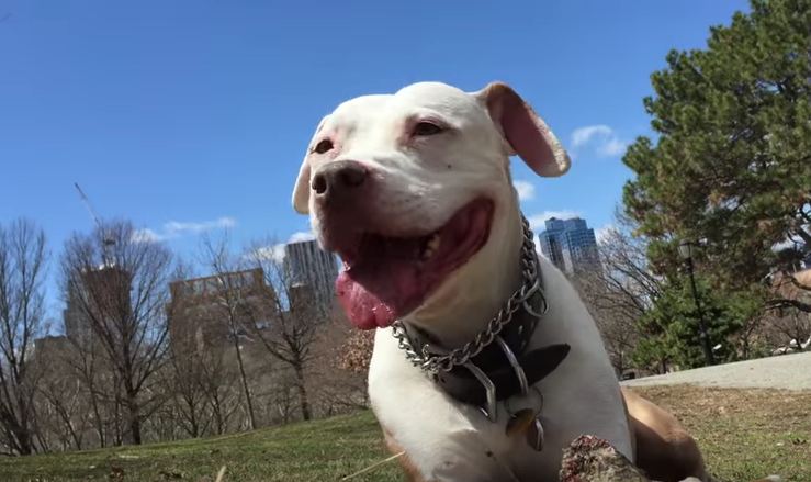 Dog’s Captivating Smile Lands Him a Forever Home With Good Samaritan