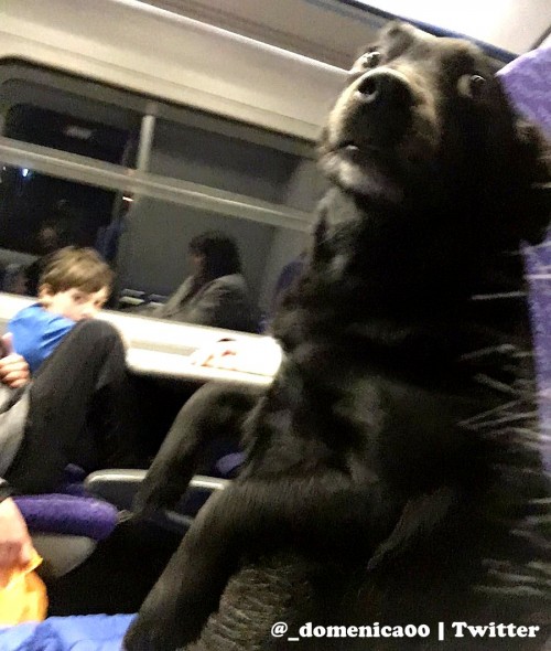 train-riding-dog-is-a-person-just-like-anyone-else1